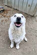 SNOWY, Hund, Mischlingshund in Rumänien - Bild 2