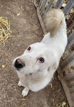 SNOWY, Hund, Mischlingshund in Rumänien - Bild 5