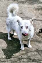 SNOWY, Hund, Mischlingshund in Rumänien - Bild 7