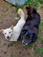 SNOWY, Hund, Mischlingshund in Rumänien - Bild 8