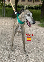 SIRIA, Hund, Galgo Español in Spanien - Bild 1