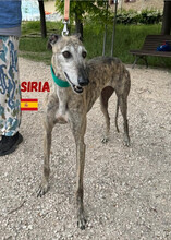 SIRIA, Hund, Galgo Español in Spanien - Bild 2