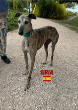 SIRIA, Hund, Galgo Español in Spanien - Bild 3