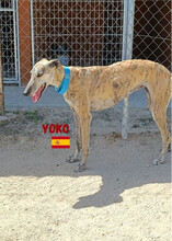 YOKO, Hund, Galgo Español in Spanien - Bild 1