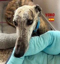 YOKO, Hund, Galgo Español in Spanien - Bild 3