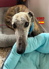 YOKO, Hund, Galgo Español in Spanien - Bild 4