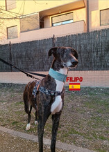 FILIPO, Hund, Galgo Español in Spanien - Bild 1