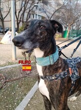 FILIPO, Hund, Galgo Español in Spanien - Bild 2