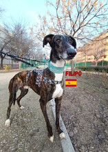 FILIPO, Hund, Galgo Español in Spanien - Bild 3