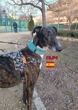 FILIPO, Hund, Galgo Español in Spanien - Bild 4