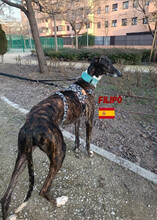 FILIPO, Hund, Galgo Español in Spanien - Bild 5