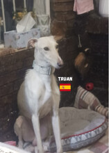 TRUAN, Hund, Galgo Español in Spanien - Bild 1