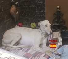 TRUAN, Hund, Galgo Español in Spanien - Bild 2