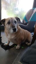 MOLLY, Hund, Mischlingshund in Kreuzau - Bild 1