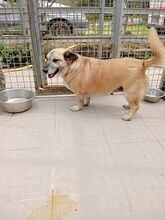 MOLLY, Hund, Mischlingshund in Kreuzau - Bild 2