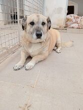 MOLLY, Hund, Mischlingshund in Kreuzau - Bild 4