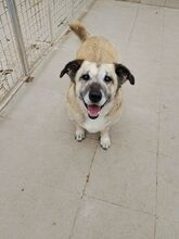 MOLLY, Hund, Mischlingshund in Kreuzau - Bild 5
