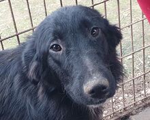 TAMMO, Hund, Mischlingshund in Rumänien - Bild 1