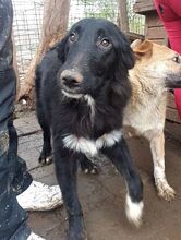 TAMMO, Hund, Mischlingshund in Rumänien - Bild 2