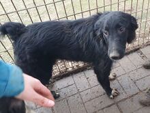 TAMMO, Hund, Mischlingshund in Rumänien - Bild 3