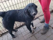 TAMMO, Hund, Mischlingshund in Rumänien - Bild 4