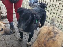 TAMMO, Hund, Mischlingshund in Rumänien - Bild 6