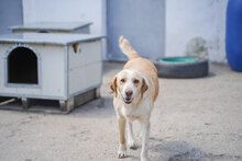 ARIKA, Hund, Mischlingshund in Bulgarien - Bild 1