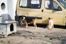 ARIKA, Hund, Mischlingshund in Bulgarien - Bild 2