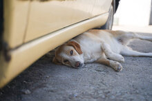 ARIKA, Hund, Mischlingshund in Bulgarien - Bild 3
