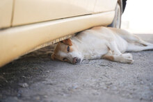 ARIKA, Hund, Mischlingshund in Bulgarien - Bild 4