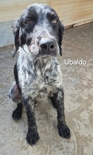 UBALDO, Hund, Bretonischer Spaniel in Italien - Bild 1