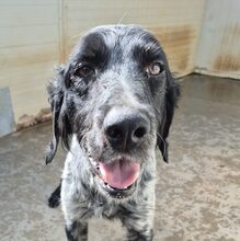 UBALDO, Hund, Bretonischer Spaniel in Italien - Bild 2