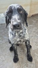 UBALDO, Hund, Bretonischer Spaniel in Italien - Bild 3