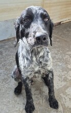 UBALDO, Hund, Bretonischer Spaniel in Italien - Bild 4