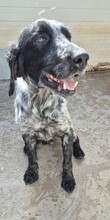 UBALDO, Hund, Bretonischer Spaniel in Italien - Bild 5