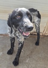 UBALDO, Hund, Bretonischer Spaniel in Italien - Bild 6
