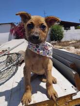 NALA, Hund, Mischlingshund in Griechenland - Bild 1