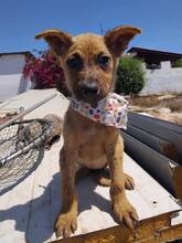 NALA, Hund, Mischlingshund in Griechenland - Bild 5