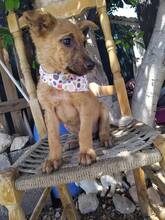 NALA, Hund, Mischlingshund in Griechenland - Bild 6