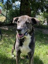LOLA, Hund, Mischlingshund in Italien - Bild 1