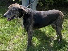 LOLA, Hund, Mischlingshund in Italien - Bild 10