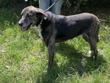 LOLA, Hund, Mischlingshund in Italien - Bild 11