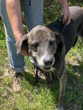LOLA, Hund, Mischlingshund in Italien - Bild 12