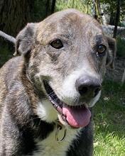 LOLA, Hund, Mischlingshund in Italien - Bild 3