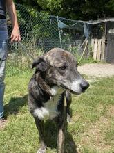 LOLA, Hund, Mischlingshund in Italien - Bild 5