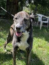 LOLA, Hund, Mischlingshund in Italien - Bild 6
