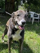 LOLA, Hund, Mischlingshund in Italien - Bild 7
