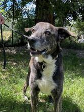 LOLA, Hund, Mischlingshund in Italien - Bild 8