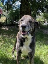 LOLA, Hund, Mischlingshund in Italien - Bild 9