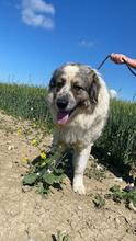 AUGUSTO, Hund, Kaukasischer Owtscharka-Maremmano Abruzzese-Mix in Italien - Bild 1